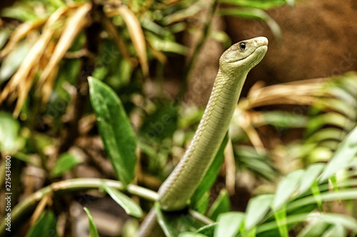 Head of green snake looking out from grass