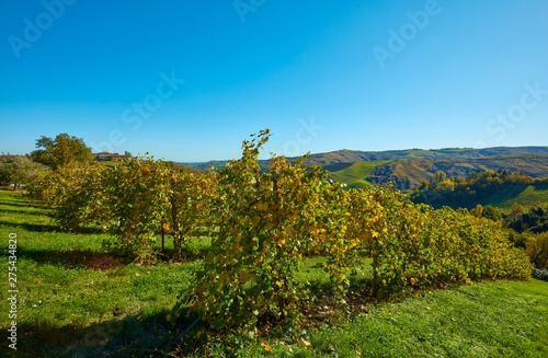 Fototapeta Naklejka Na Ścianę i Meble -  autumn landscape in the countryside of Castelvetro, vineyards of Lambrusco Grasparossa and Pignoletto, Modena, Italy