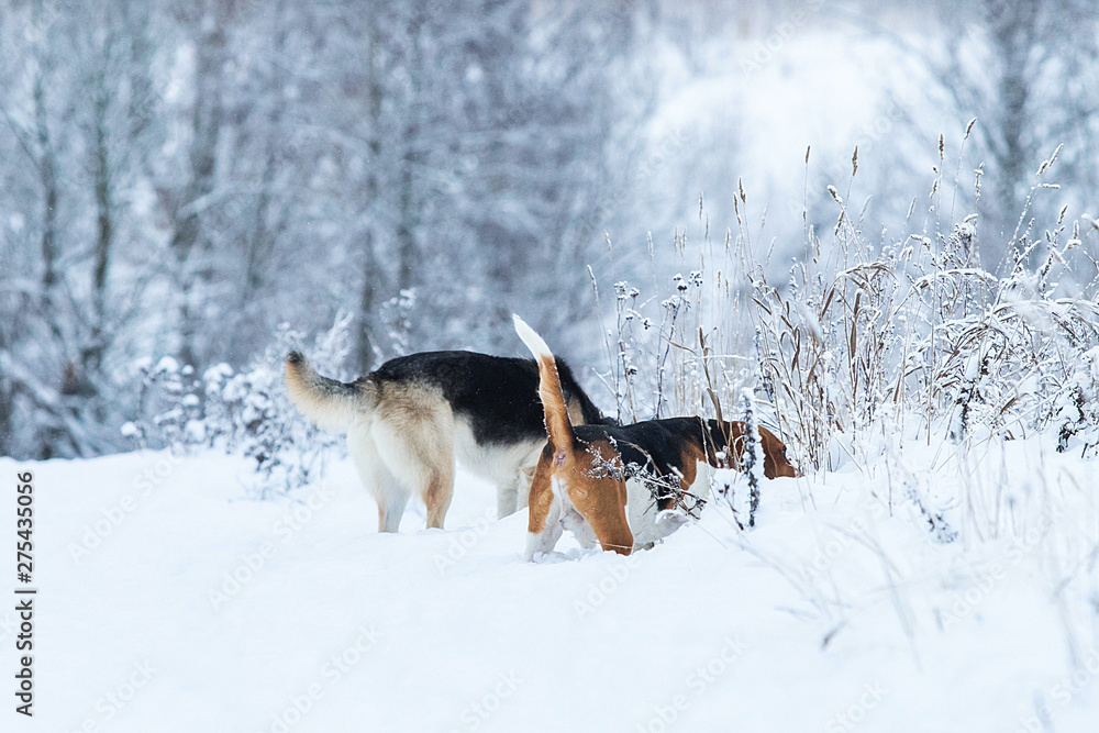Two dogs walking on winter meadow in snow