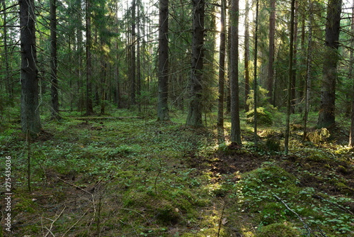 Rays of sunlight in a magnificent coniferous forest glide along the ground between fir trees © yarvin13