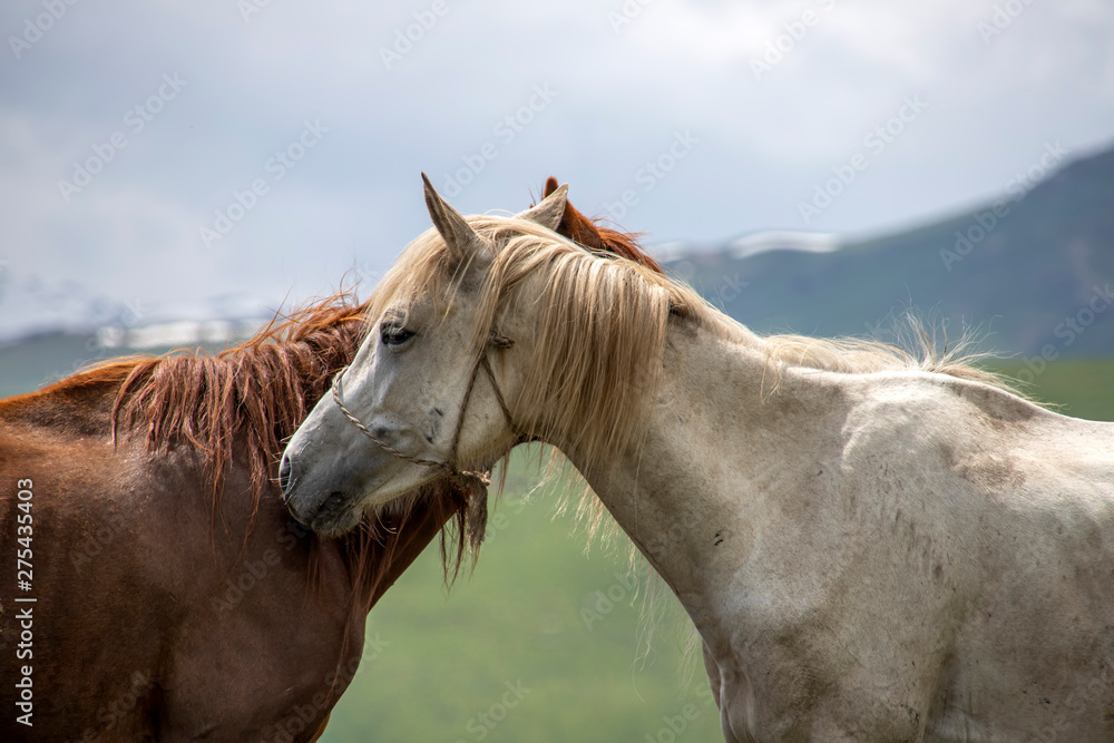 Fototapeta premium Two horses close up standing head to head on a background of green hills. Traveling in Kyrgyzstan