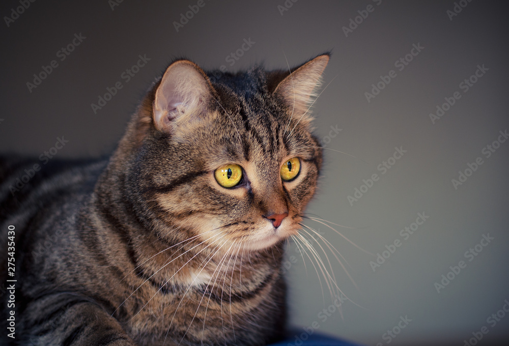 portrait of young male cat with yellow eyes