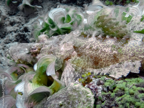 A De Beaufort's Flathead (Cymbacephalus beauforti) photo