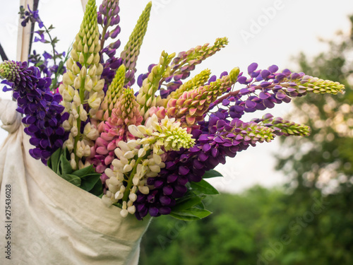 Beautiful bright flowers of lupine in a bag in the meadow.