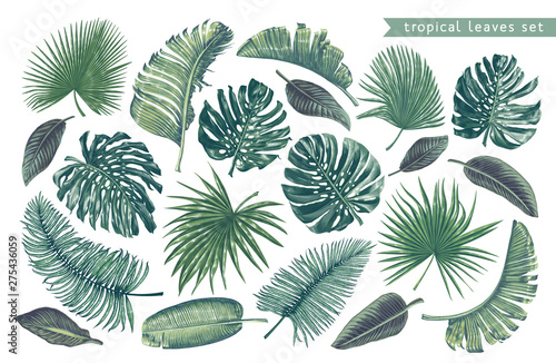 Set of tropical leaves for your design, posters, cards, prints for clothing, wallpaper, wrapping paper, wedding invitation, patterns, wallpapers, fabric. Exotic, isolated plants with high details.