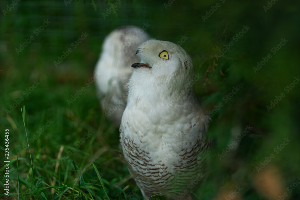 Two white polar owls in green thickets Two white polar owls in green thickets
