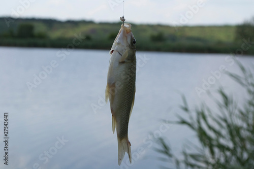 crucian carp caught on a lake