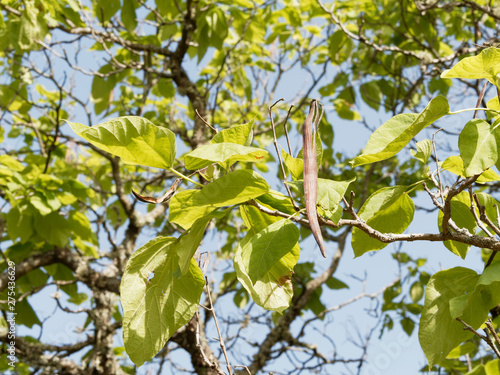 (Catalpa bignonioides) Branches, rameaux, grandes feuilles ovées, verticilles et gousses du catalpa commun