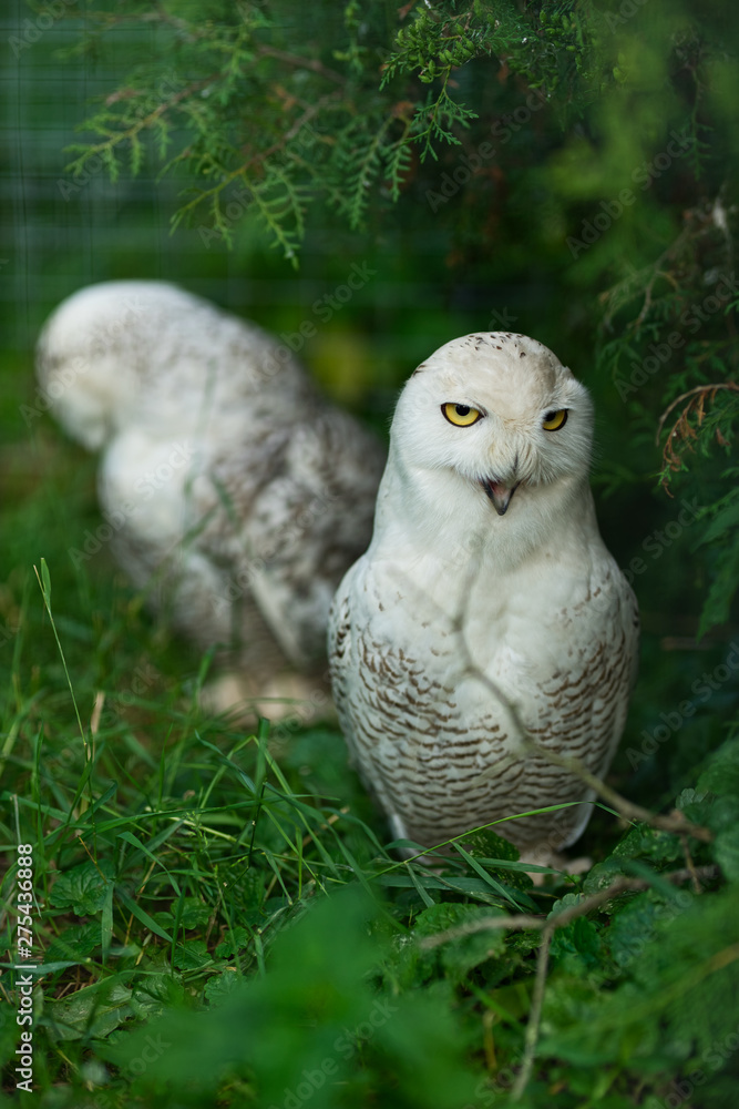Fototapeta premium Two white polar owls in green thickets