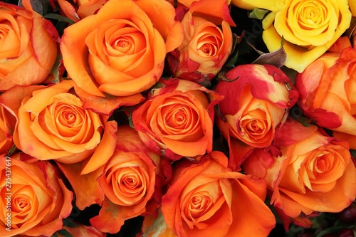 close up from a bouquet of beautiful colorful roses