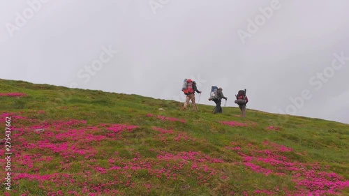 Hikers and mountain flowers Rhododendron myrtifolium in Carpathians