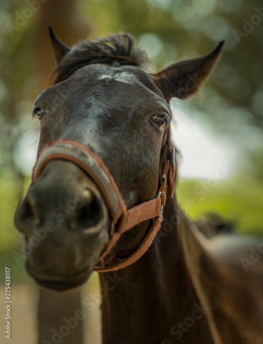 Horse closeup in a ranch