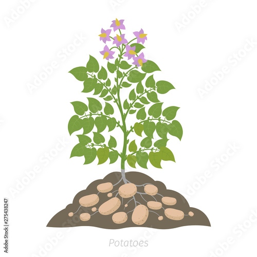Potatoes plant. Spud plants with roots In the soil. Harvest potato. Solanum tuberosum.