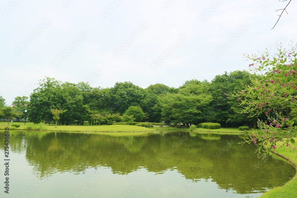 風景　初夏　爽やか　緑　池　公園　杤木