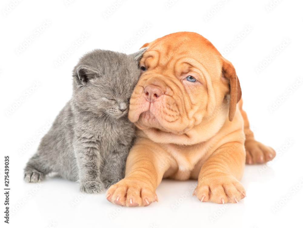 Cute puppy lying with baby kitten in front view. isolated on white background