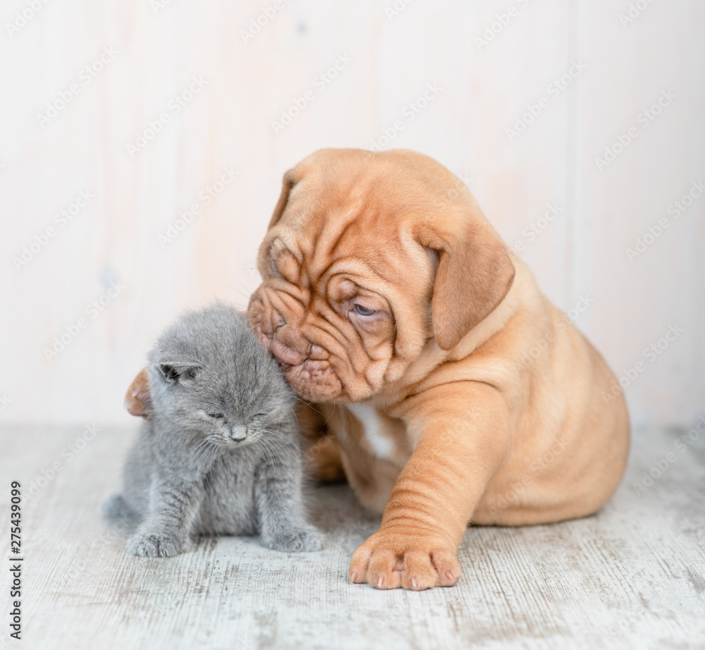 Puppy hugging and kissing kitten on the floor at home - obrazy, fototapety, plakaty 