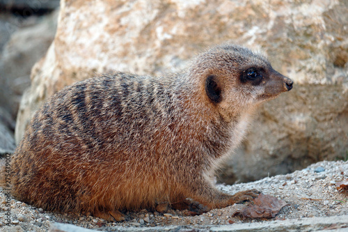 Close-up of a meerkat (suricata suricatta). photo