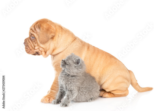 Fototapeta Naklejka Na Ścianę i Meble -  Mastiff puppy and gray kitten sitting in profile and looking up. isolated on white background