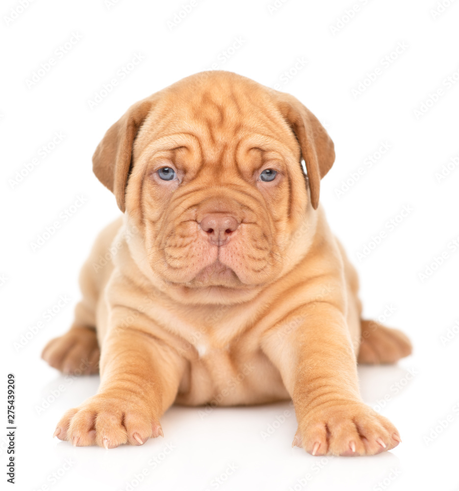 Portrait of a Bordeaux puppy lying in front view. isolated on white background