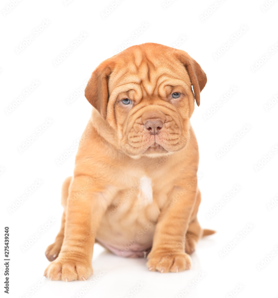 Bordeaux puppy sitting in front view and looking at camera. isolated on white background Bordeaux puppy sitting in front view and looking at camera. isolated on white background