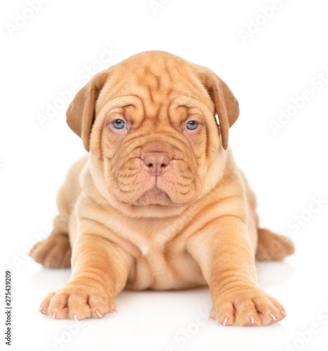 Portrait of a Bordeaux puppy lying in front view. isolated on white background © Ermolaev Alexandr