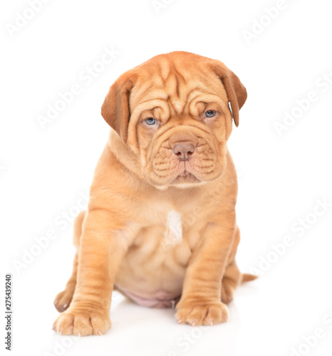 Fototapeta Naklejka Na Ścianę i Meble -  Bordeaux puppy sitting in front view and looking at camera. isolated on white background