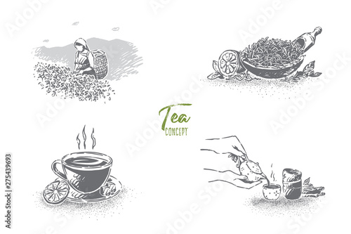 Plantation worker with basket collecting leaves, hot brew cup with lemon slice, tea shop banner