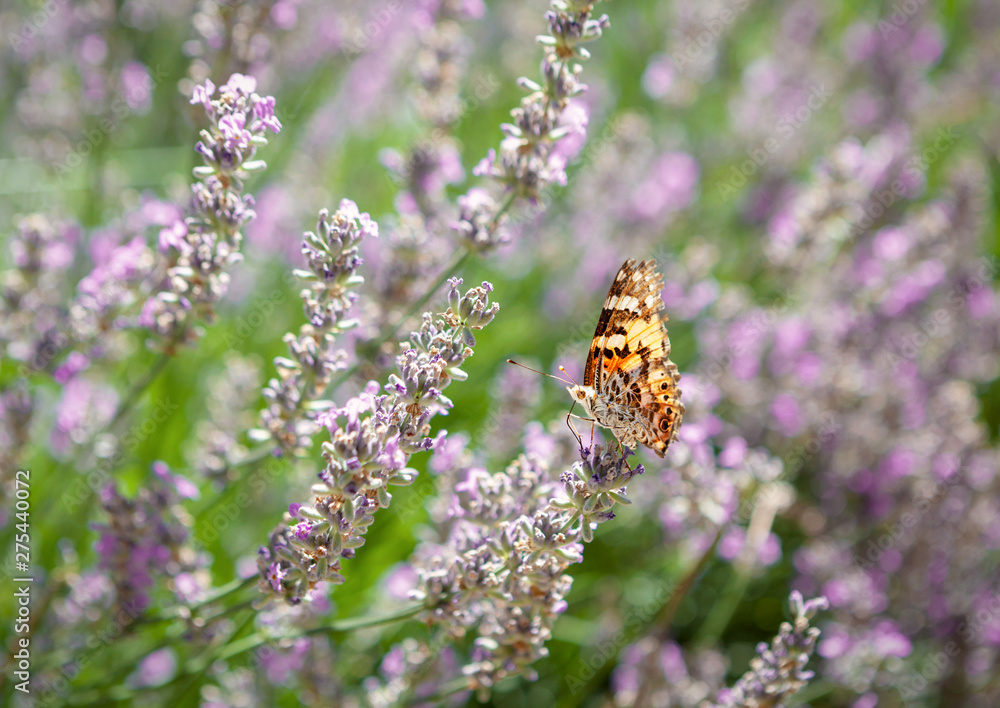 Butterfly on lavender field - Image Butterfly on lavender field - Image