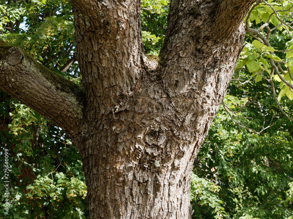 Tronc avec écorce écaillée du catalpa commun (Catalpa bignonioides) Tronc avec écorce écaillée du catalpa commun (Catalpa bignonioides)