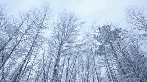 Сamera passes by the snowy trees in the winter forest. Cold winter road