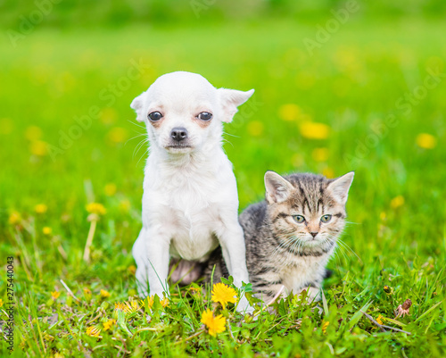 White chihuahua puppy and tabby kitten sitting together on a dandelion field