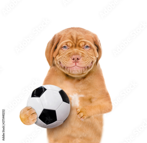 Smiling dog holding a soccer ball. isolated on white background