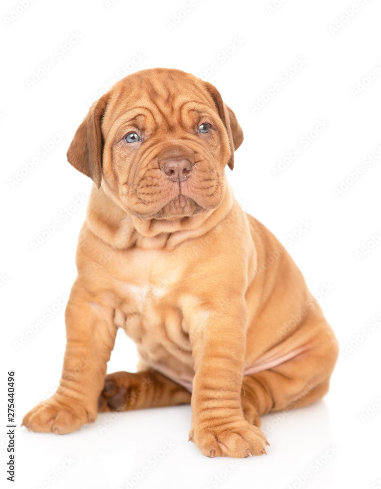 Bordeaux puppy sitting and looking at camera. isolated on white background Bordeaux puppy sitting and looking at camera. isolated on white background