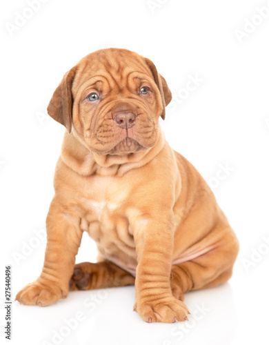 Bordeaux puppy sitting and looking at camera. isolated on white background