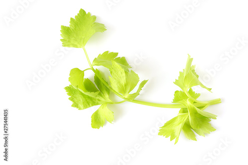 Top view fresh celery vegetable isolated on white background