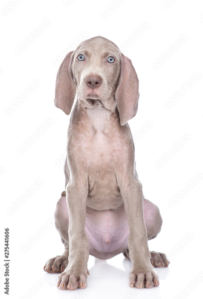 Weimaraner puppy sitting in front view and looking at camera. isolated on white background