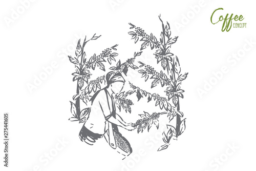 Natural drink making process, young faceless farmer woman, plantation worker collecting grains in basket