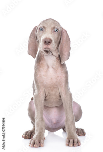 Weimaraner puppy sitting in front view and looking at camera. isolated on white background