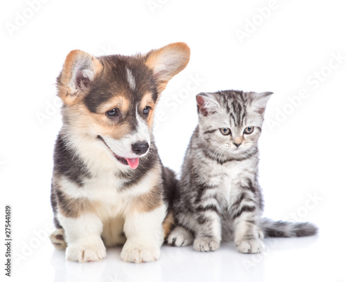 Fototapeta Naklejka Na Ścianę i Meble -  Funny corgi puppy and tabby kitten looking away together. isolated on white background