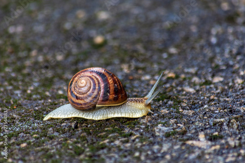 Closeup of a flat coil snail moving along