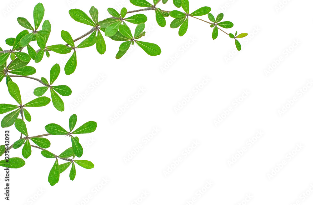 Green leaf isolated on white background with clipping path, Frame with green leaf, Green leaf texture as background or wallpaper, Terminalia ivorensis leave isolated with copy space