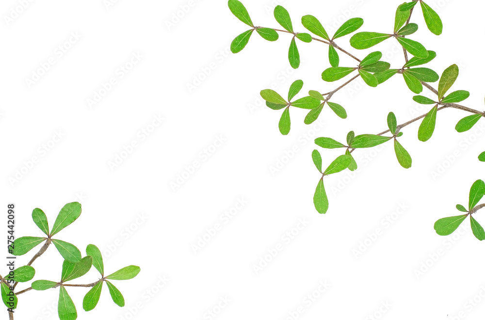 Corners with green leaves isolated on white background with clipping path, Frame with green leaf, Green leaf texture as background or wallpaper, Terminalia ivorensis leave isolated with copy space Corners with green leaves isolated on white background with clipping path, Frame with green leaf, Green leaf texture as background or wallpaper, Terminalia ivorensis leave isolated with copy space