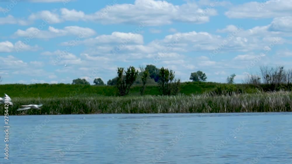 Wild white swans take off from blue lake Wild white swans take off from blue lake