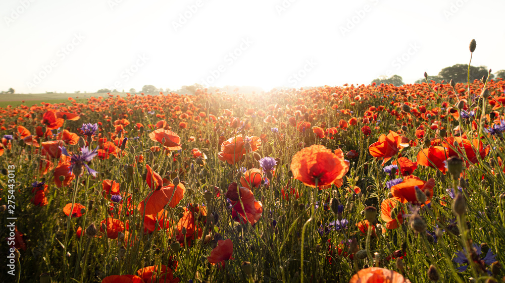 Obraz premium Mohnfeld bei Sonnenaufgang