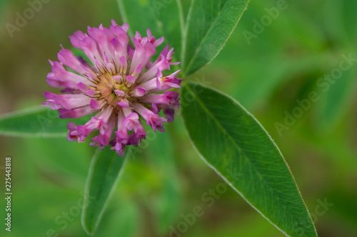 Beautiful delicate purple forest flower on a sunny summer day