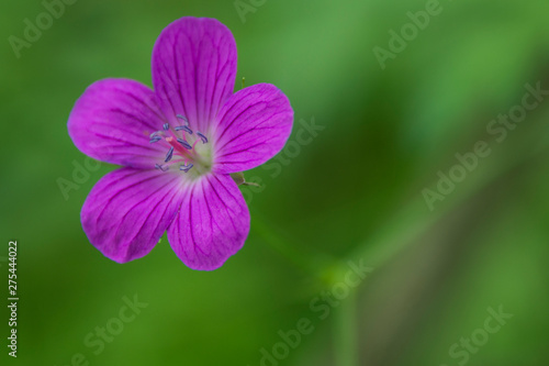 Beautiful delicate purple forest flower on a sunny summer day