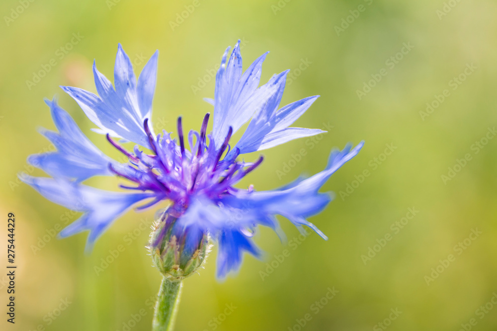 Blue bachelor button flowers - cornflower, centaurea cyanus - in the wild, on a sunny day Blue bachelor button flowers - cornflower, centaurea cyanus - in the wild, on a sunny day