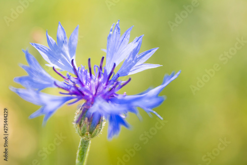 Blue bachelor button flowers - cornflower, centaurea cyanus - in the wild, on a sunny day
