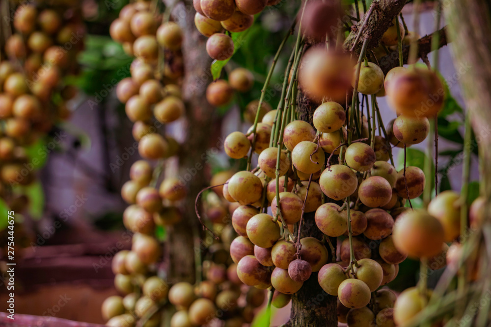 Burmese Grape facts and health benefits. Lotkon Fruit of Bangladesh