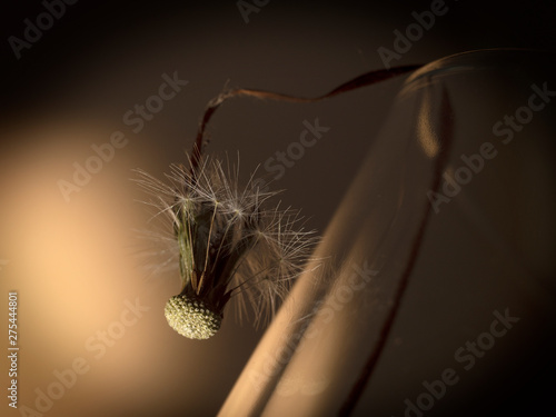 dandelion flown and dried